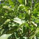 오월농장 이미지