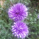 상맹방(상맹방1리) 이미지