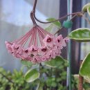 아이조아펜션 이미지