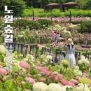 (주)엘에스씨푸드 노원구청 | 초안산 수국축제 전 다녀온 노원 수국동산 개화 현황 주차장 | 서울 수국 명소
