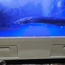 도희네 장어 이미지