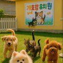 힐링힐링 반려견 교육 유치원 | 집 나가면 개호강: 반려견과 함께하는 유치원 라이프, JTBC 힐링 예능