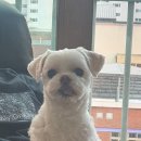반려하다 이미지