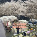 횡성초보캠핑장 | 벚꽃캠핑 횡성 초보캠핑장 2026년 4월 12일