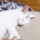 발꼬랑내 이미지
