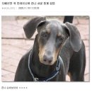 도배르만