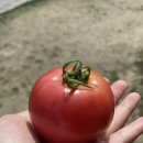 송씨네농장 이미지