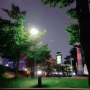 칸나블러썸 이미지