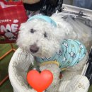 멍이댕이 펫미용 | 2026 메가주 일산 시즌1, 솔직 후기(리카리카, 산리오, 핌피바이러스 등등)