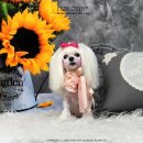 강이네펫샵 이미지