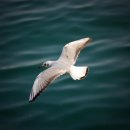 부산갈메기 이미지