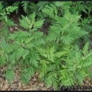 인진쑥농장 이미지