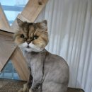 온리애옹 이미지