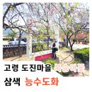 웅이네농산물직판센터 | 고령 복숭아꽃 도진마을 삼색 능수도화 봄나들이 후기