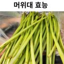 머위대 효능 손질법 요리법 [출처] 머위대 효능 손질법 요리법|작성자 즐건맘 이미지