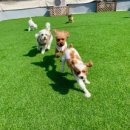 생글댕글 이미지