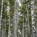 원대리 자작나무숲 이미지