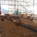 일도농장 이미지