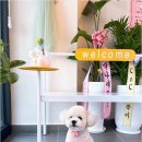 Coco Grooming 네이버블로그