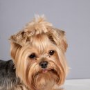 리본동물의료센터 이미지