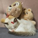 뮤뮤캣 | 냥이들을 돌본다지만 제가 더 안정되고 행복을 느껴요 우리를 만나게 해준 것에 감사드립니다!