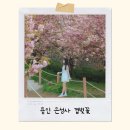 경희대 소나무향기태권도장 | 겹벚꽃이 흐드러진 은성사, 봄나들이 명소 추천