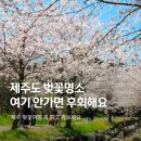 예례 | 제주 벚꽃 명소 축제 가볼만한곳 정리