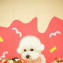 귀욤하개 이미지