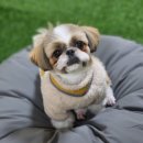 댕냥테라피 이미지