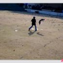 샤인독 Daum카페