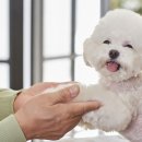 명지 수동물병원 이미지