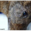 방학동물외과센터 이미지