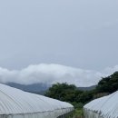 장수삼일농장 이미지