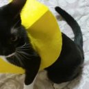 남산동물병원 이미지