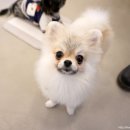 도니바니 이미지