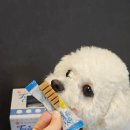 덴탈링크 | 강아지치석제거 강아지덴탈껌 추천 펫퍼스 강아지껌 급여 후기