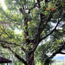 부림초등학교 앞 이미지