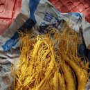 사지목 나무그늘 이미지