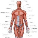 우리몸 각종근육의 명칭 이미지