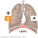 목견금결(木堅金缺)이 되면 미토와 신금의 손상 부위는 갈비뼈가 될 수 있습니다. 이미지