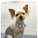 경희궁바른동물병원 이미지