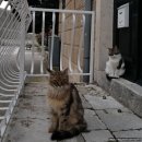 야옹야옹 이미지