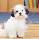 펫퍼스트 24시 강아지분양 고양이분양 파주운정점 이미지