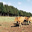 일루와농장 이미지