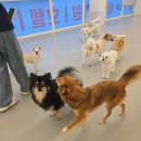 만안유치원 | 🐾 안양 강아지 유치원 추천｜놀러오개 안양점에서 보낸 카오의 일상 ｜집에서 놀아주는 놀이 TIP!!🐾