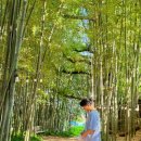 수안테크 | 경남 김해 수안마을 소등껄 수국정원 개화상황 애견동반 드라이브