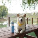 (주)이엘티파마 | 강아지 눈물자국, 슬개골까지 고품질 마그네슘으로 관리해 주기