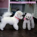 곰탱이 Daum카페
