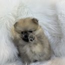 도그마루 강아지 고양이 양산화명점 이미지