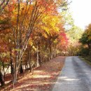 한천자연휴양림 이미지